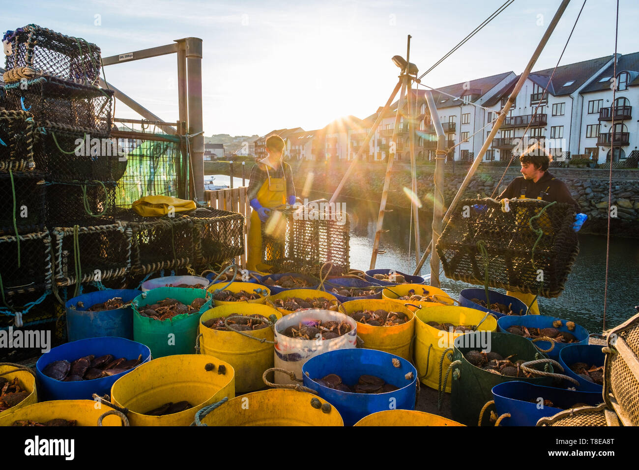 Aberystwyth Wales UK, lunedì 13 maggio 2019 UK Meteo: alla prima luce in Aberystwyth su Cardigan Bay costa, West Wales, pesca costiera locale pescatori sbarcare le loro catture di appena pescato granchi e aragoste sulla banchina, pronti per essere raccolti dal grossista e esportati dal carrello sul traghetto per tutta la notte a nord di Spagna. Photo credit Keith Morris / Alamy Live News Foto Stock