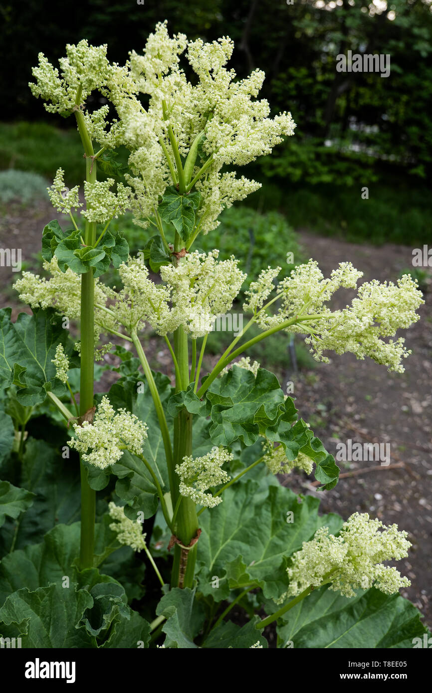 Rheum rhabarbarum L. o Rheum undulatum L. pianta flowering, famiglia: Poligonacee, regione: Siberia e Mongolia Foto Stock