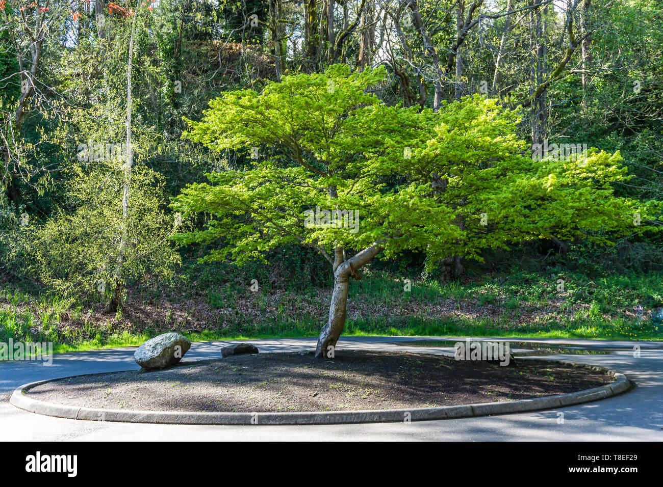 Un albero spicca vicino a Des Moines Creek a Des Moines, Washington. Foto Stock
