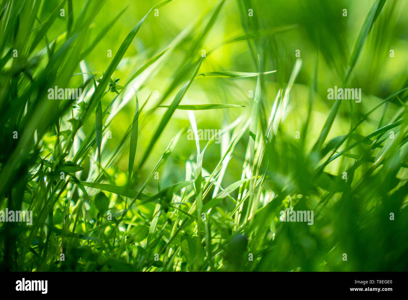 Primavera o estate sfondo con erba verde.il concetto di ambiente Foto Stock
