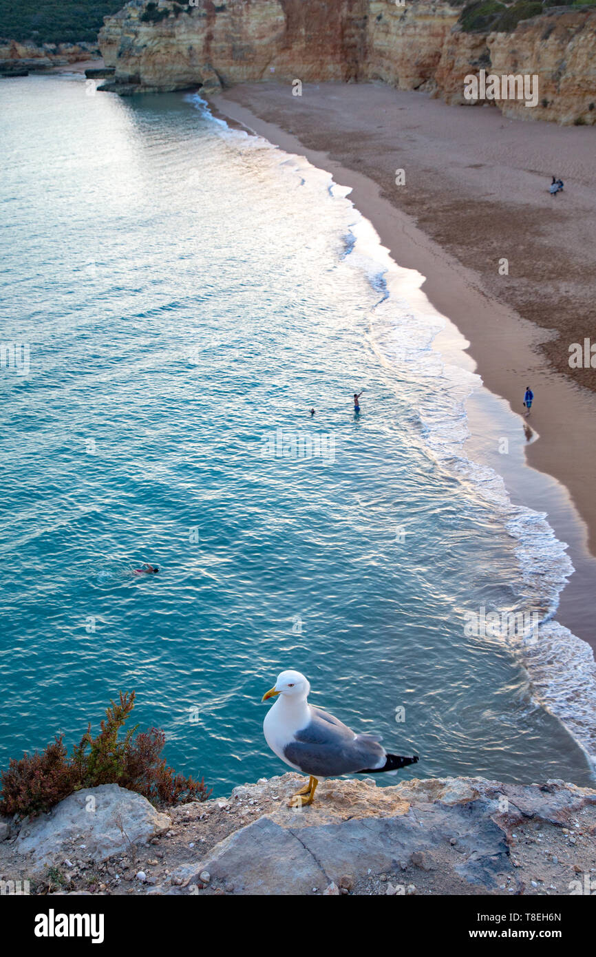 Giallo-zampe (gabbiano Larus michahellis) a Praia Nova vicino a Armacao de Pera in Algarve, Portogallo. Foto Stock