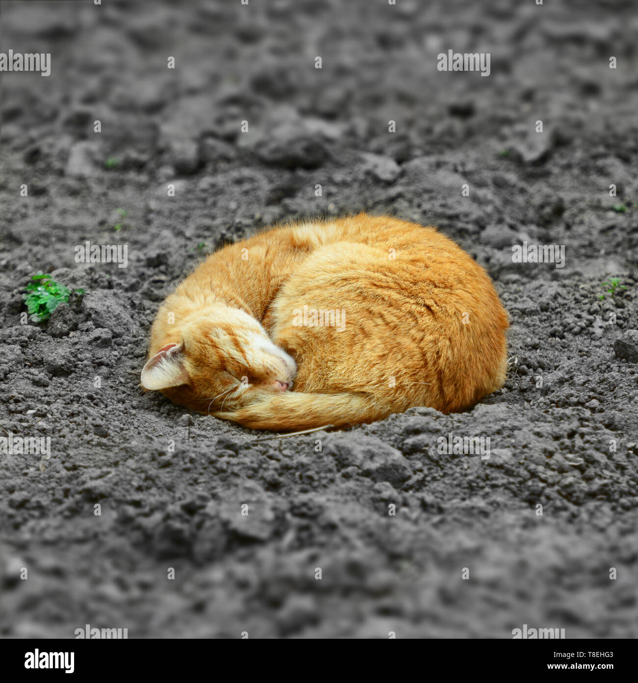 Rosso gatto dorme sul terreno grigio. Senzatetto cat. Foto Stock