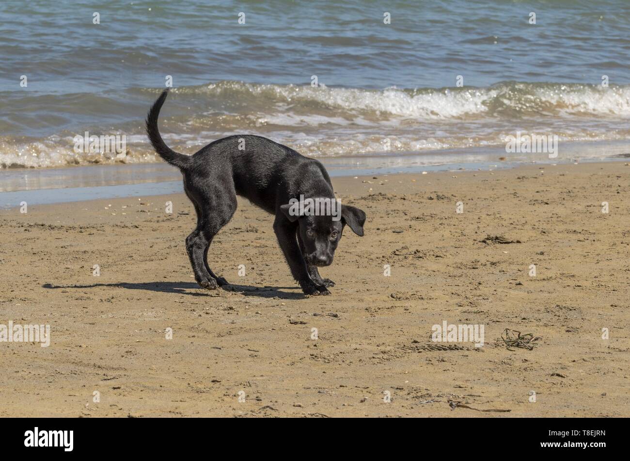 Carino piccolo cane giocando sulla spiaggia Foto Stock