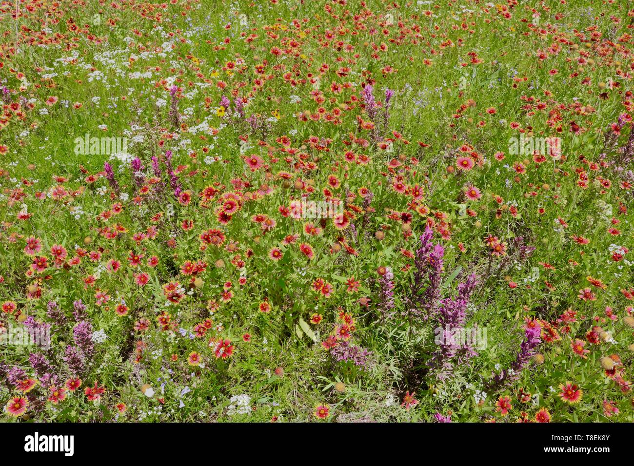 Campo colorato di fiori selvatici in bianco, giallo, viola e rosso Foto Stock