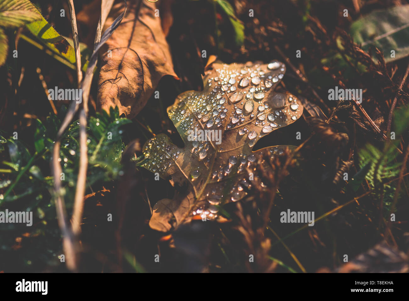 Autunno foglie di quercia con gocce sulla superficie dopo la pioggia Foto Stock