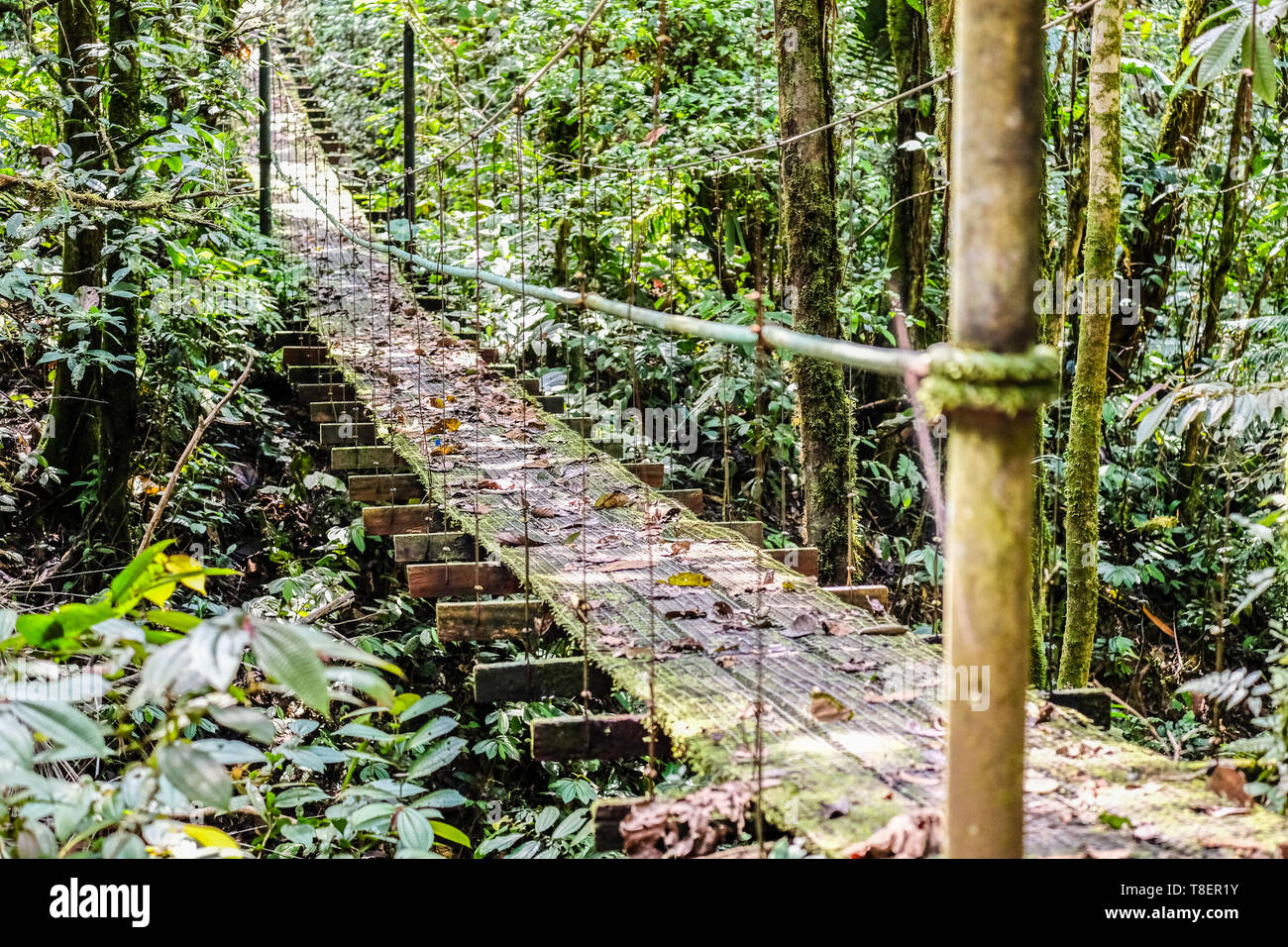Una sospensione ponte di legno nella giungla di Ecuador Foto Stock