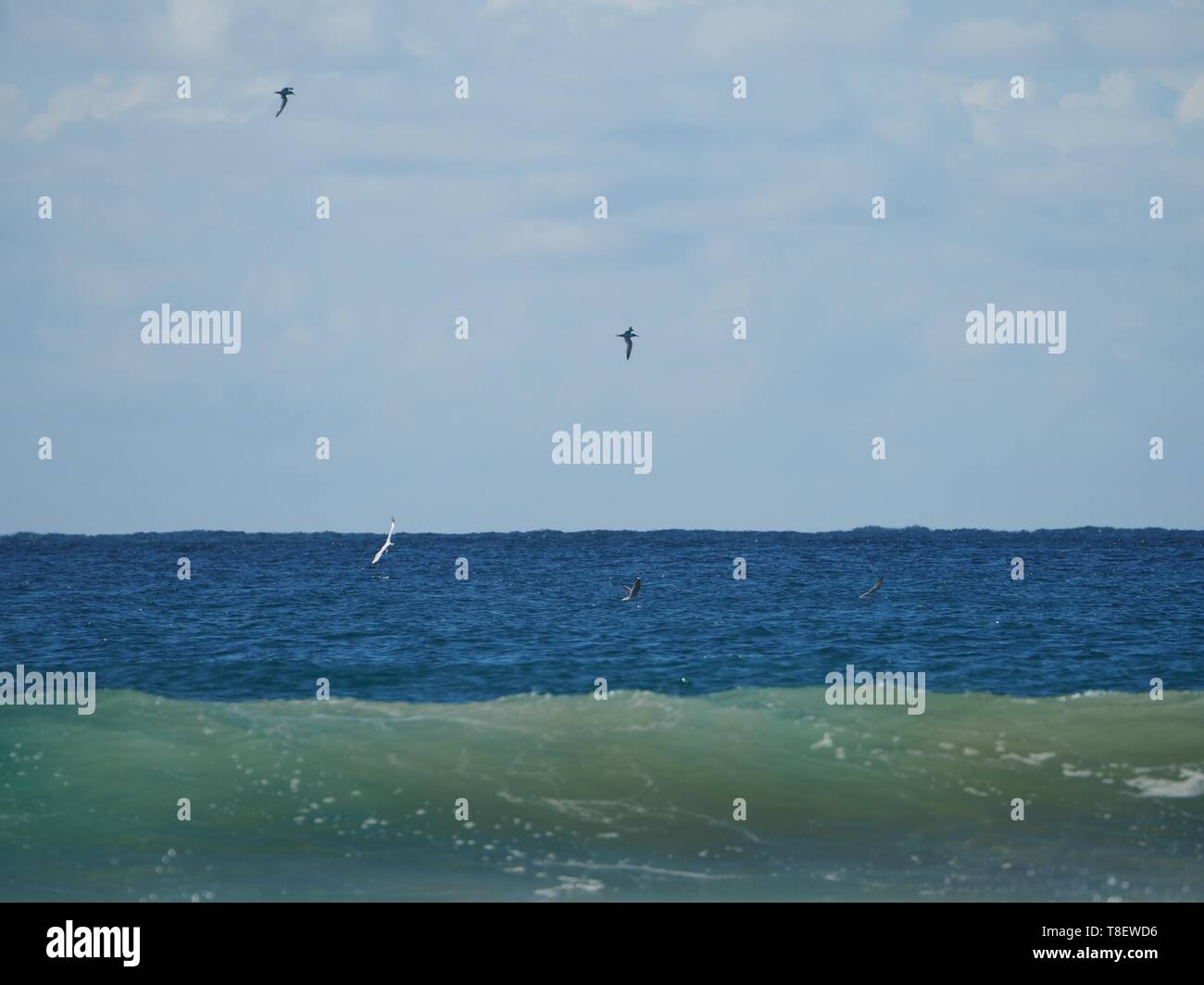 Guardando fuori all'orizzonte come gabbiani che volano sopra le onde, tre strati di colore di onde, oceano e cielo che dividono la cornice, blu, verde Foto Stock