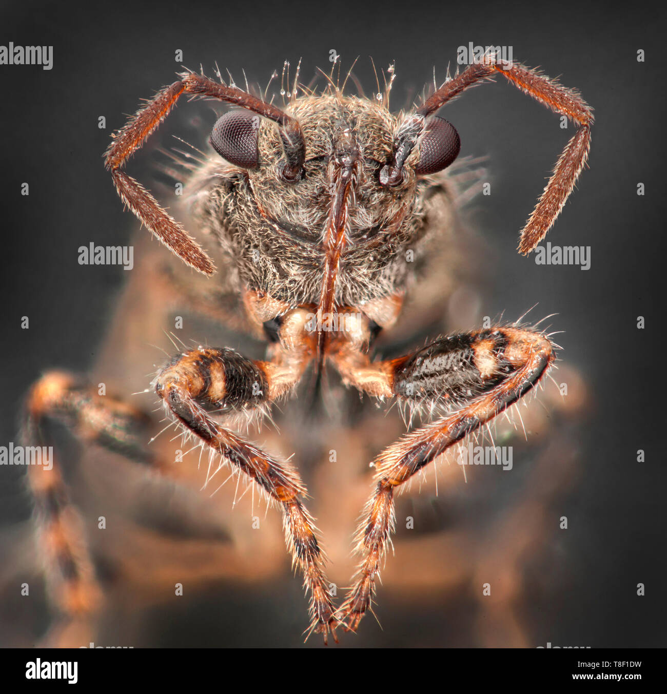 Grande massa di ortica bug, Heterogaster urticae Foto Stock