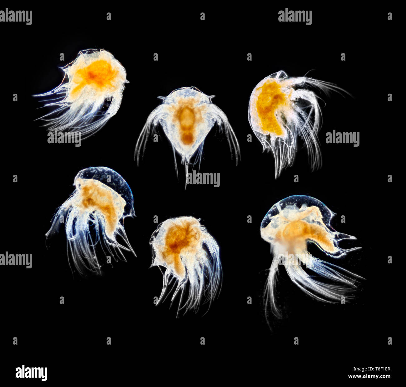 Campo oscuro fotomicrografia, Acorn barnacle stadi larvali. Semibalanus balanoides. Foto Stock