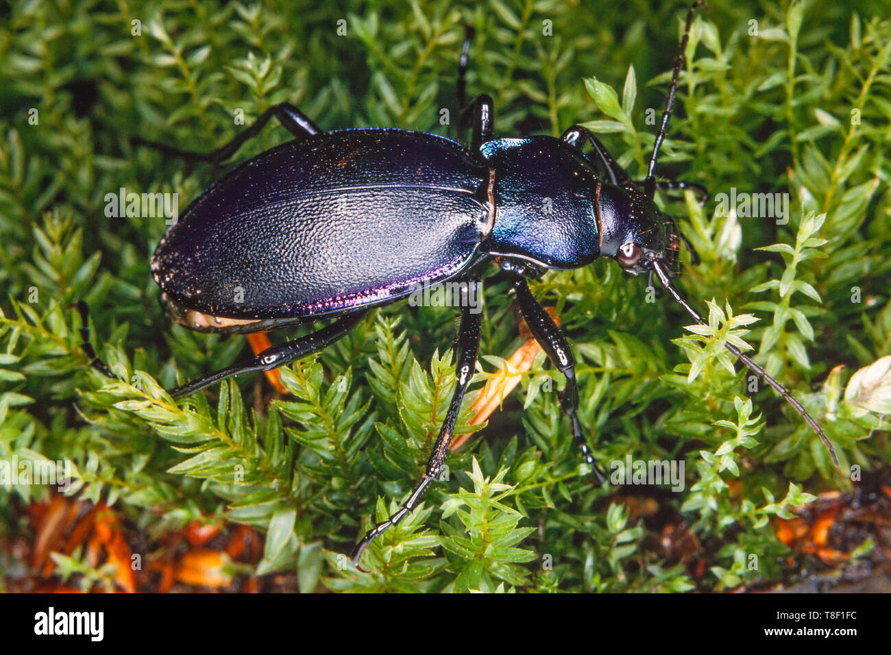 Carabus tendente al violaceo, talvolta chiamato massa viola beetle, o la pioggia Beetle è una specie notturne. Foto Stock