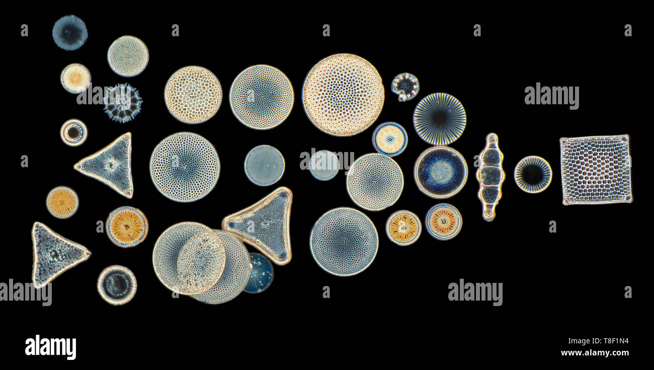 Varietà di diatomee, campo oscuro fotomicrografia Foto Stock