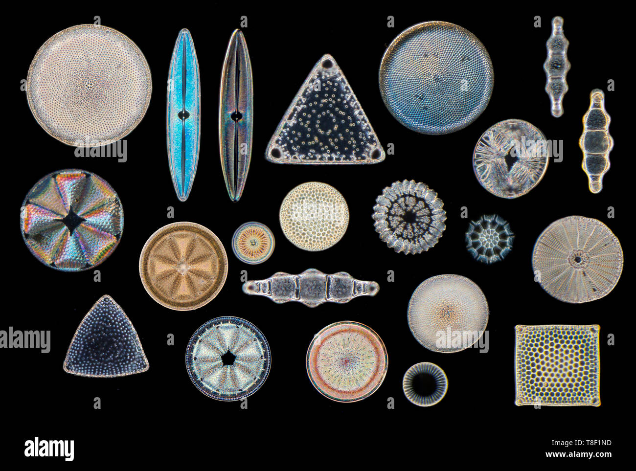 Varietà di diatomee, campo oscuro fotomicrografia Foto Stock
