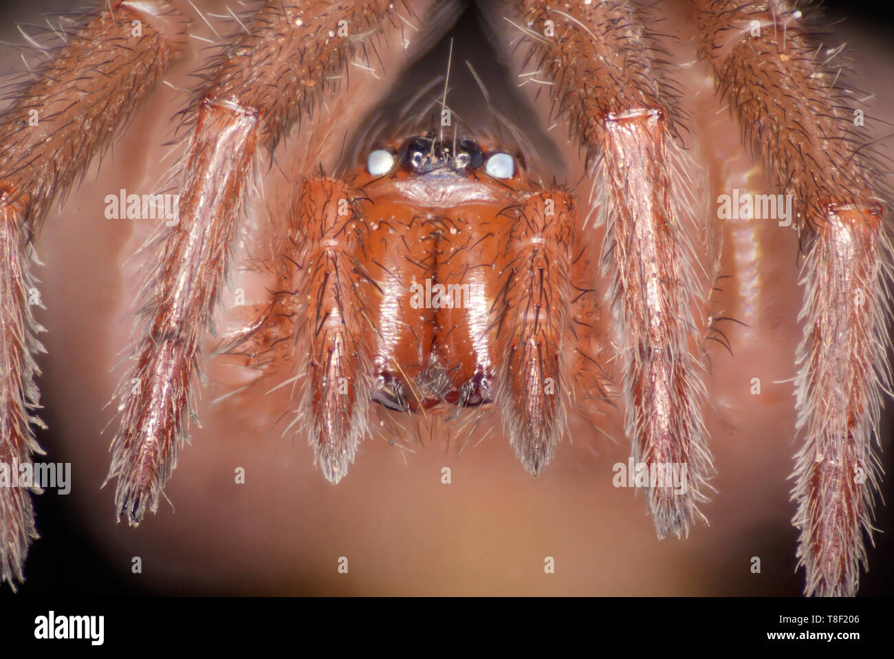Spider, Drassodes sp. close-up mostra occhi sporgenti Foto Stock