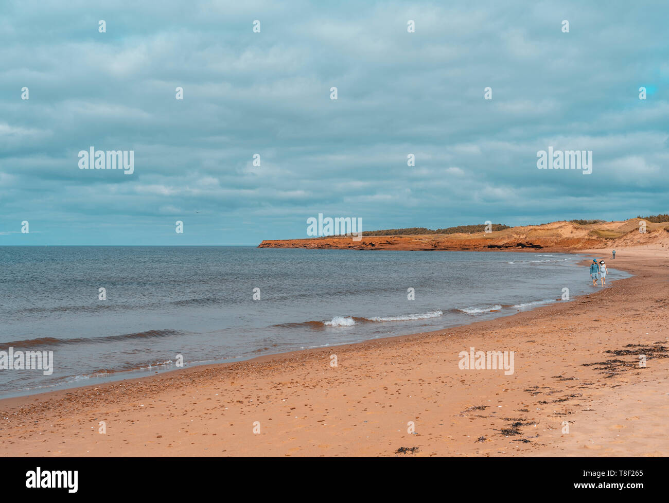 Miglia di dune di sabbia, isole di barriera, scogliere di arenaria, paludi e foreste. Le spiagge di Cavendish sono parte di Prince Edward Island National Park Foto Stock