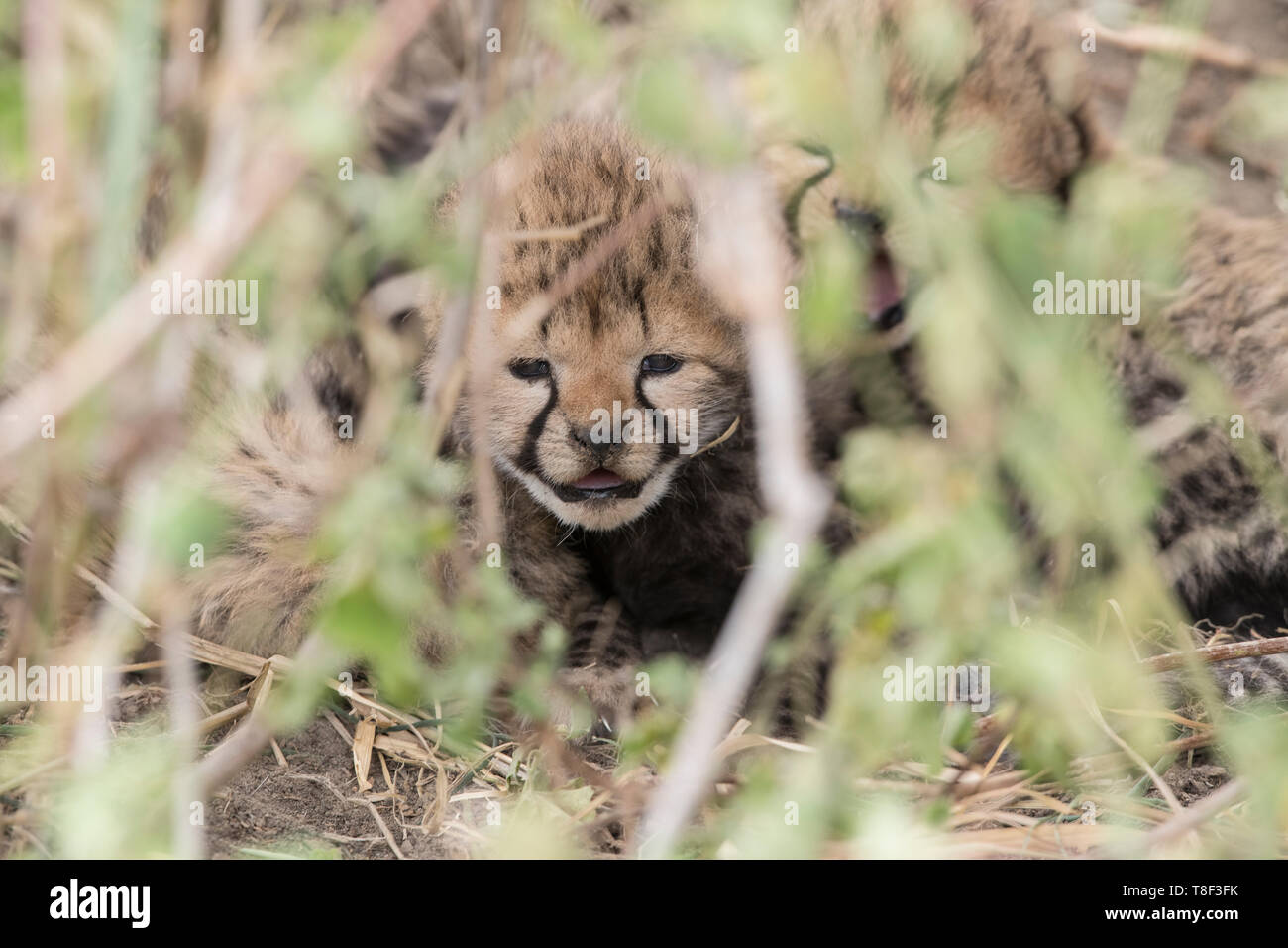 Cheetah neonato nascosto sotto un arbusto, Ngorongoro Conservation Area, Tanzania Foto Stock