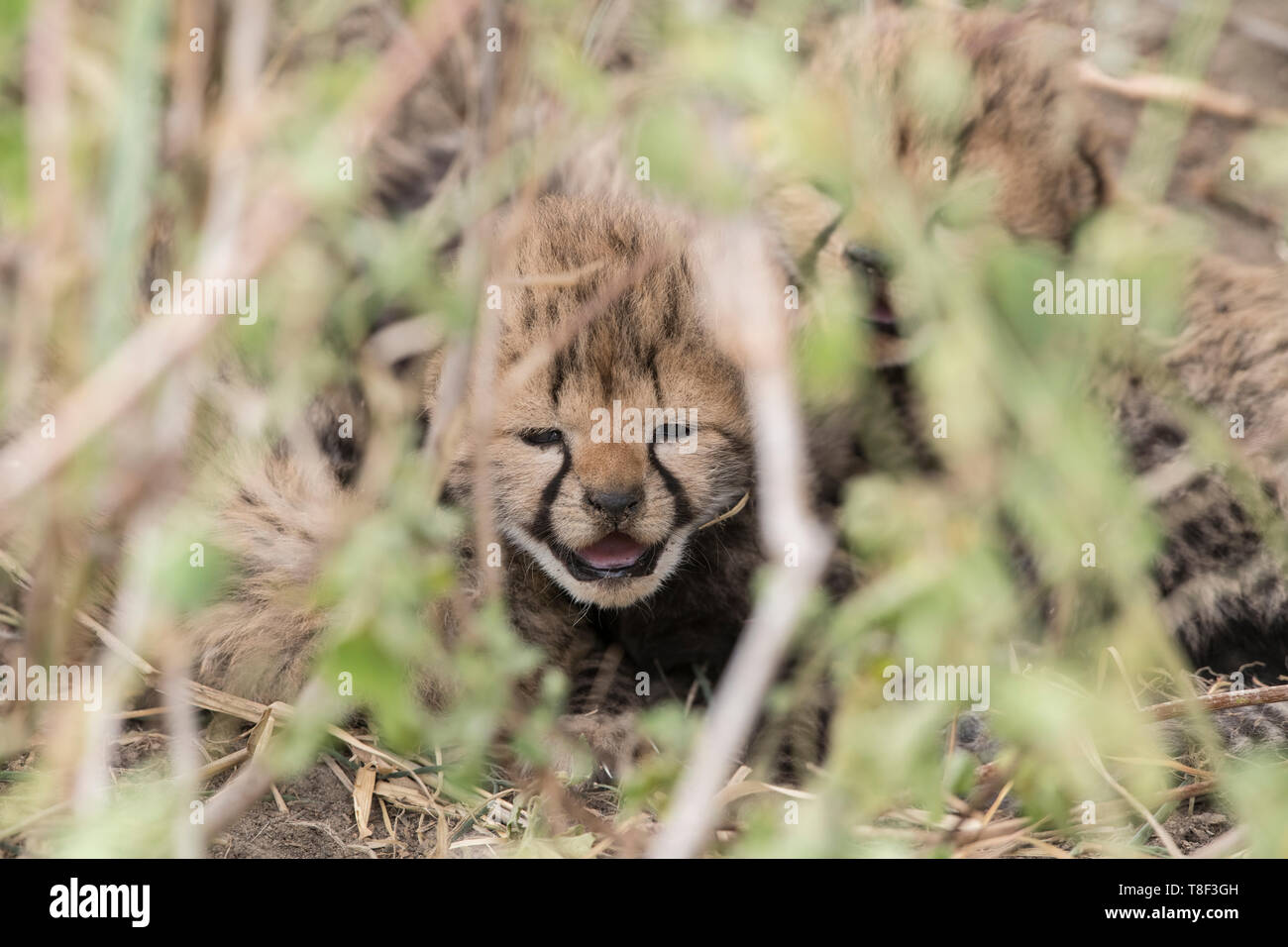 Cheetah neonato nascosto sotto un arbusto, Ngorongoro Conservation Area, Tanzania Foto Stock