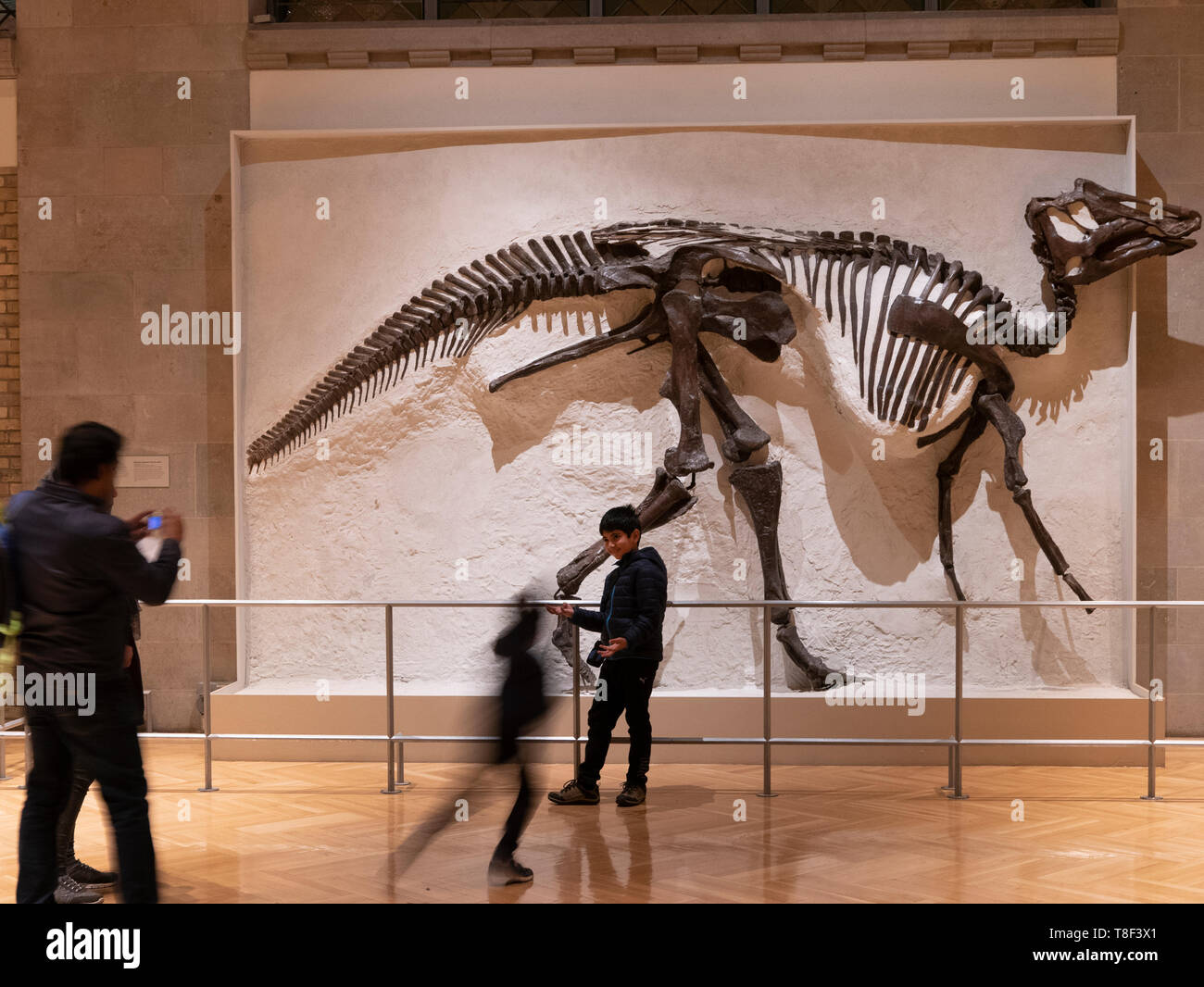 Il Royal Ontario Museum è un museo di arte, cultura e storia naturale a Toronto, Ontario, Canada. Foto Stock