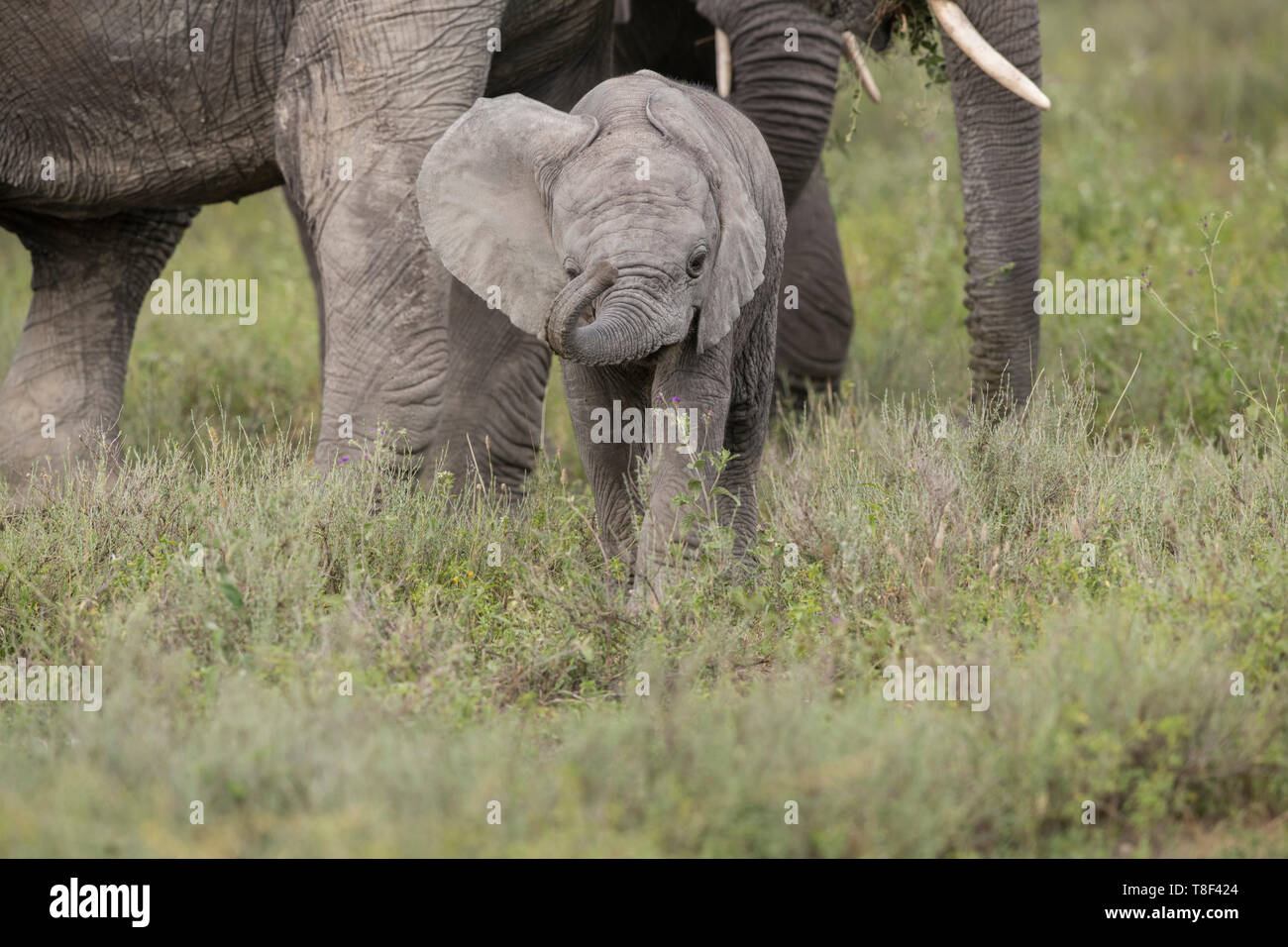 Elefante a piedi di vitello, Tanzania Foto Stock