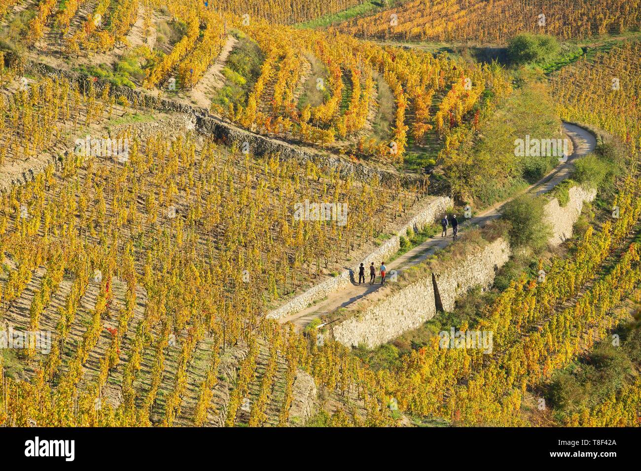 Francia, Drome, Tain l'Hermitage, vigneto AOC Hermitage Foto Stock