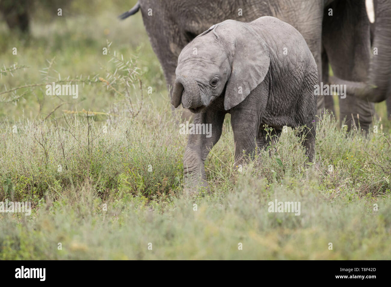 Elefante a piedi di vitello, Tanzania Foto Stock