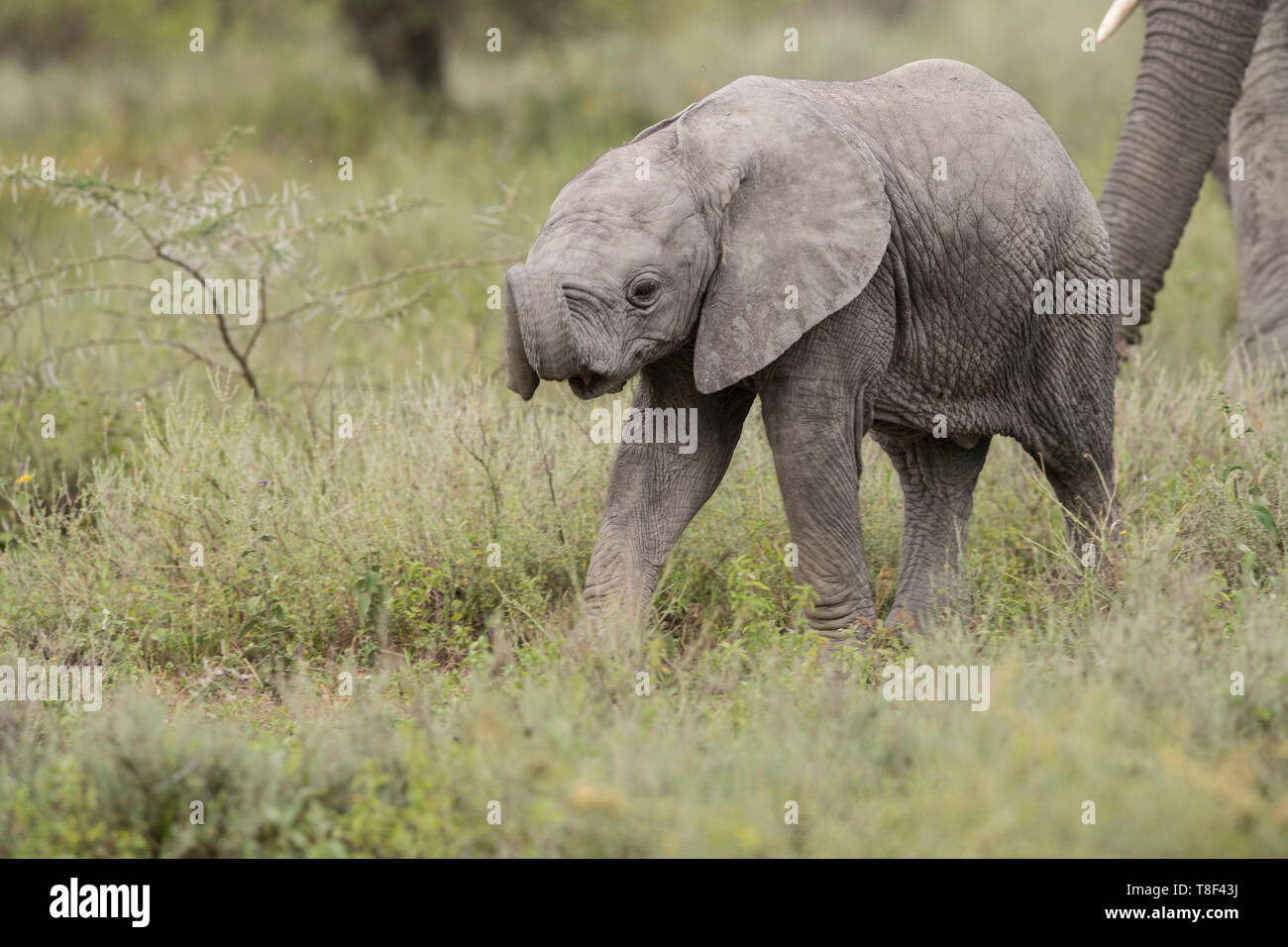 Elefante a piedi di vitello, Tanzania Foto Stock