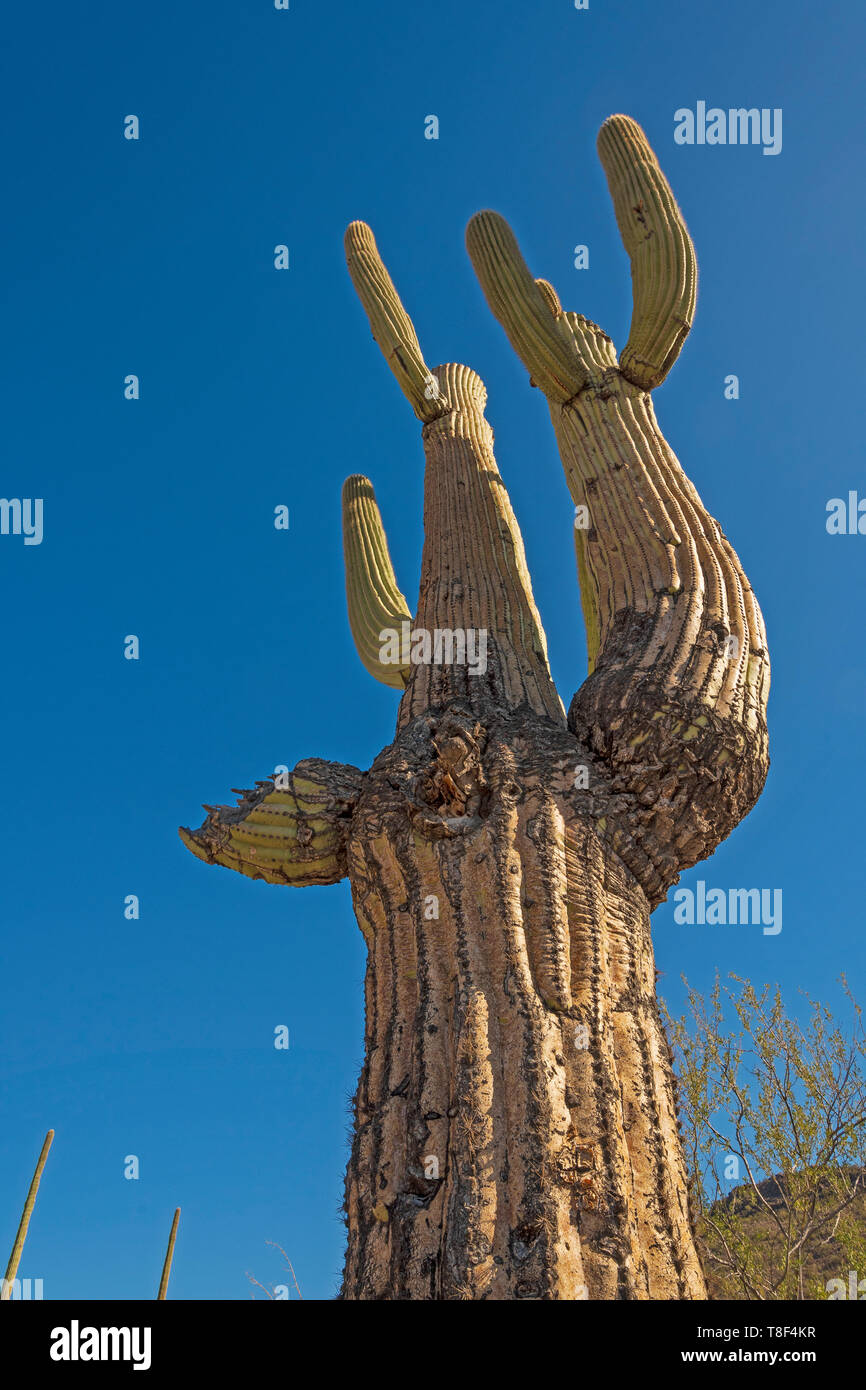 Vecchio brizzolato cactus Saguaro nel deserto in organo a canne Cactus National Monument in Arizona Foto Stock