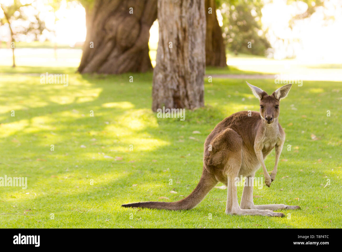 Bellissima kangaroo stand up su erba guardare , Perth, Western Australia, Australia Foto Stock
