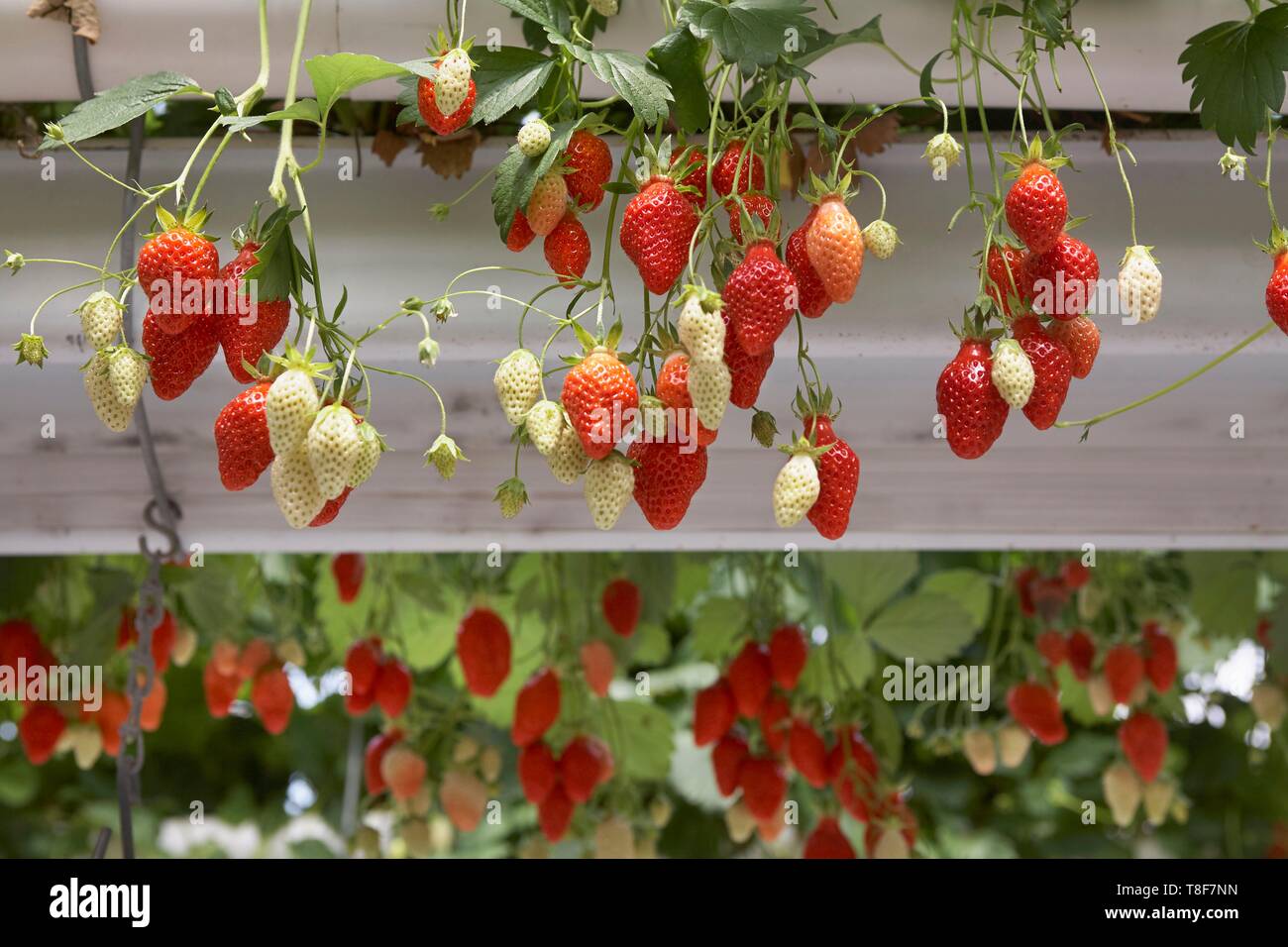 Francia, Finisterre, Soilless coltivazione di fragole Gariguette Foto Stock