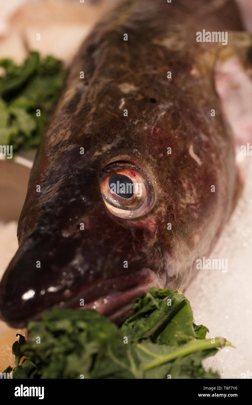 Pesce con grande occhio su ghiaccio Foto Stock