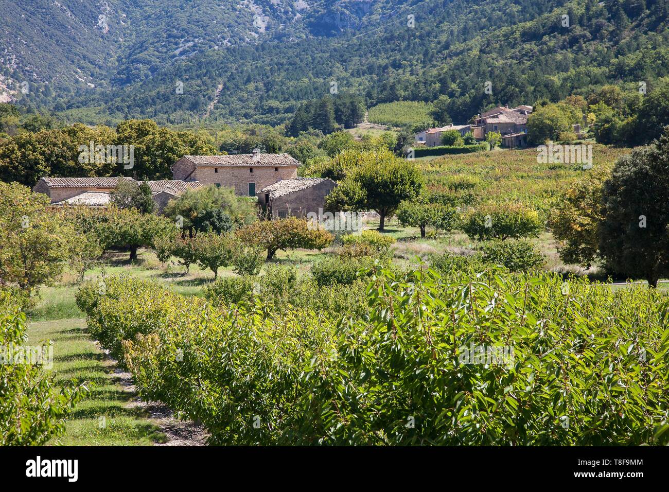 Francia, Vaucluse, Beaumont du Ventoux, frazione Les Alazards Foto Stock