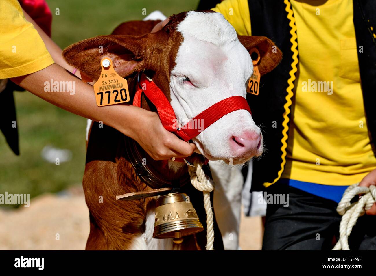 Francia, Doubs, Les Ecorces, spettacolo agricolo, vitello sul display Foto Stock