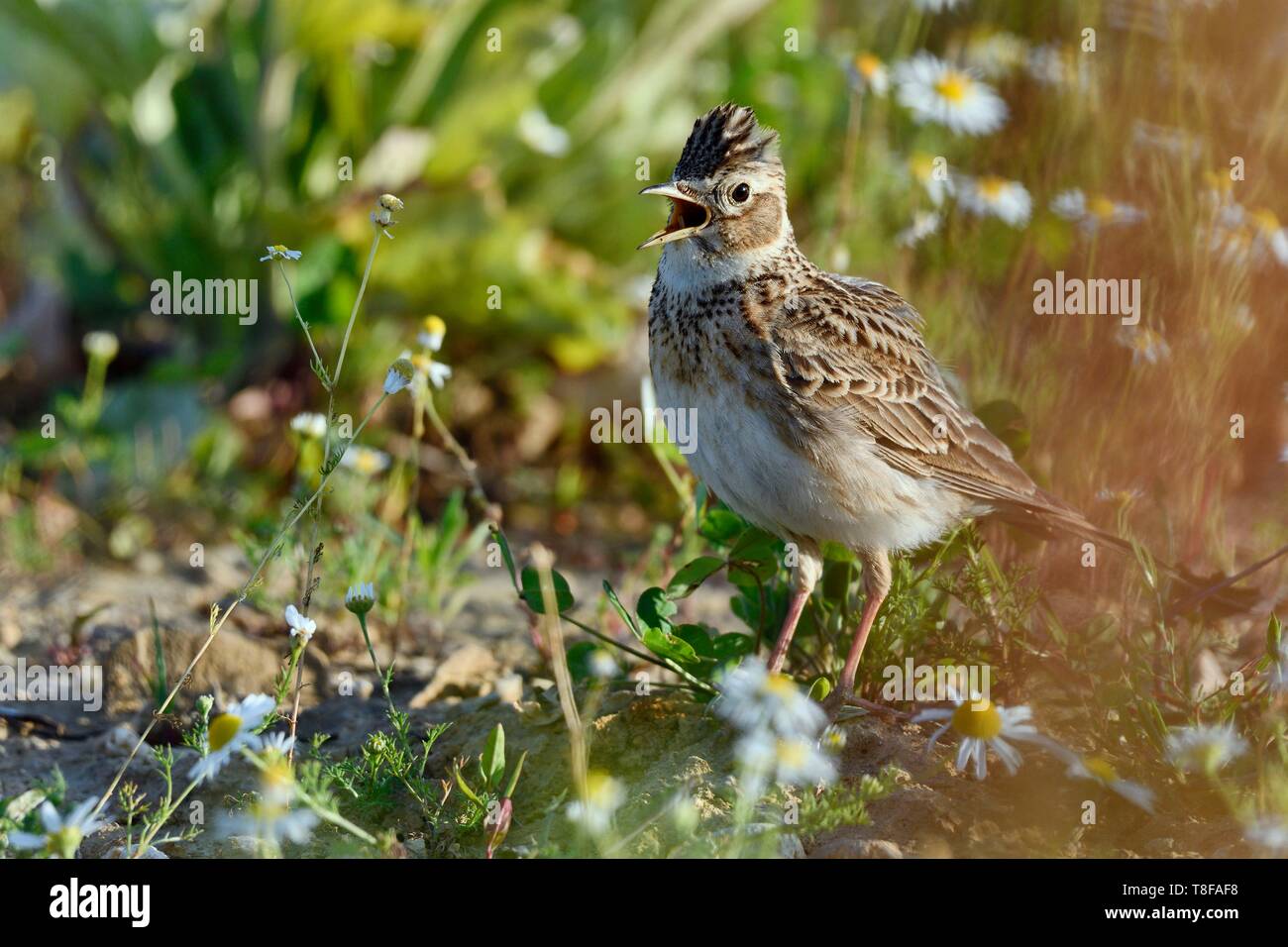 Francia, Doubs, Eurasian allodola Alauda (arvense) sul terreno, cantando Foto Stock