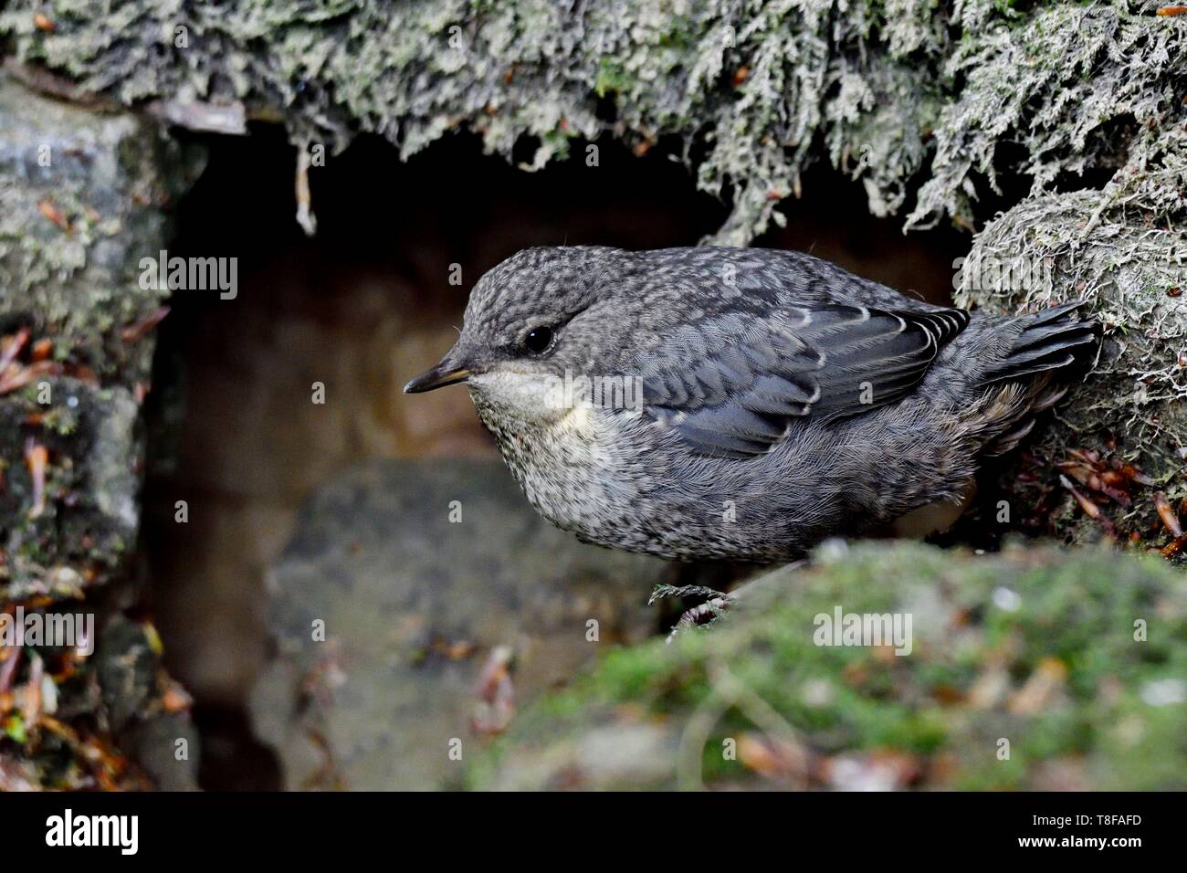 Francia, Doubs, Creuse valley, bianco throated bilanciere (Cinclus cinclus) nel flusso, chick solo lasciando il nido Foto Stock