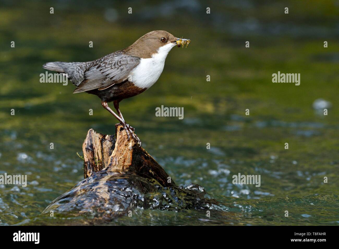 Francia, Doubs, valle del Creuse, bianco throated bilanciere (Cinclus cinclus) nel ruscello, adulti la caccia per alimentare i suoi giovani Foto Stock