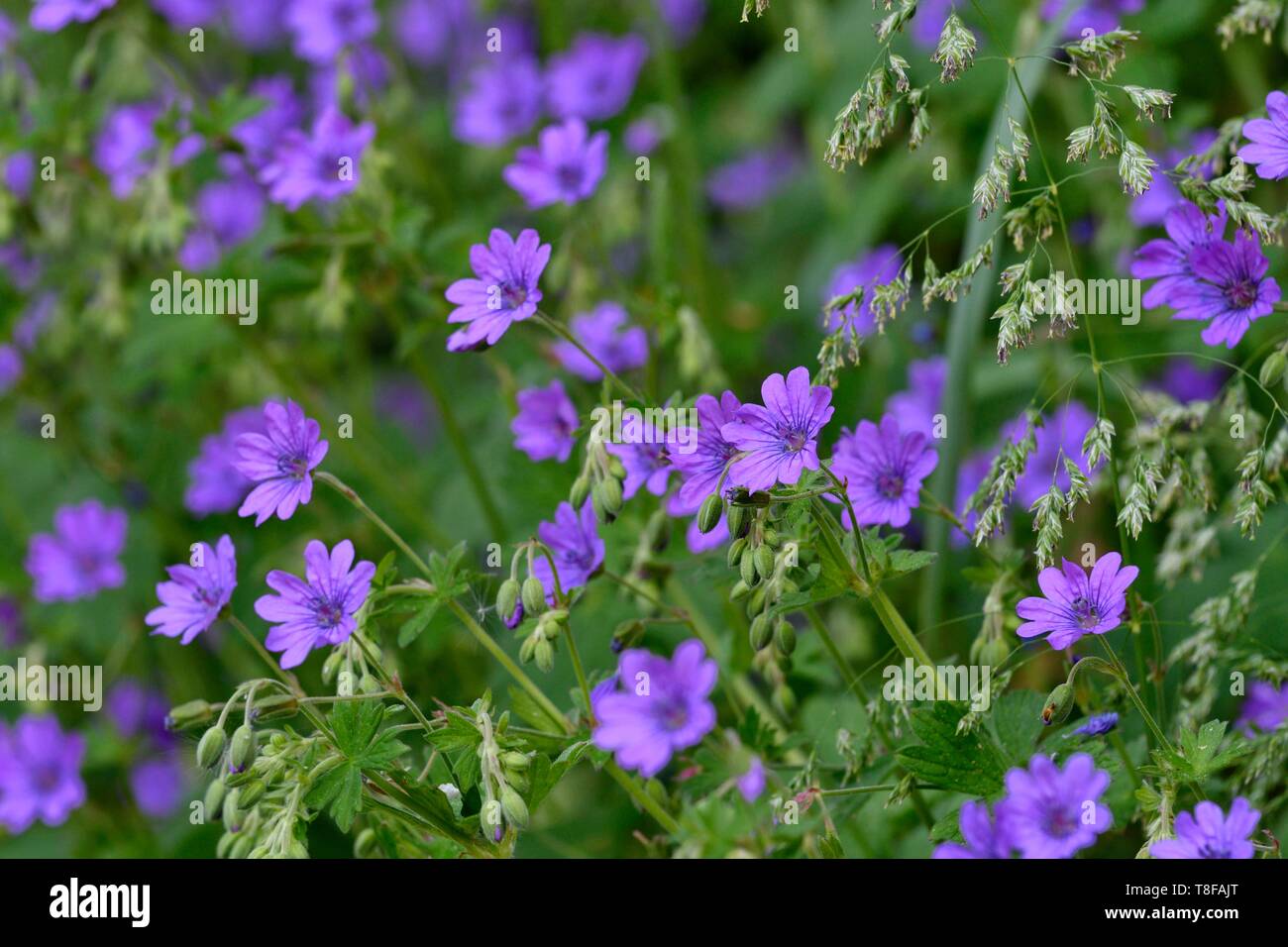 Francia, Doubs, flora, morbide foglie geranio (soft geranio) Foto Stock