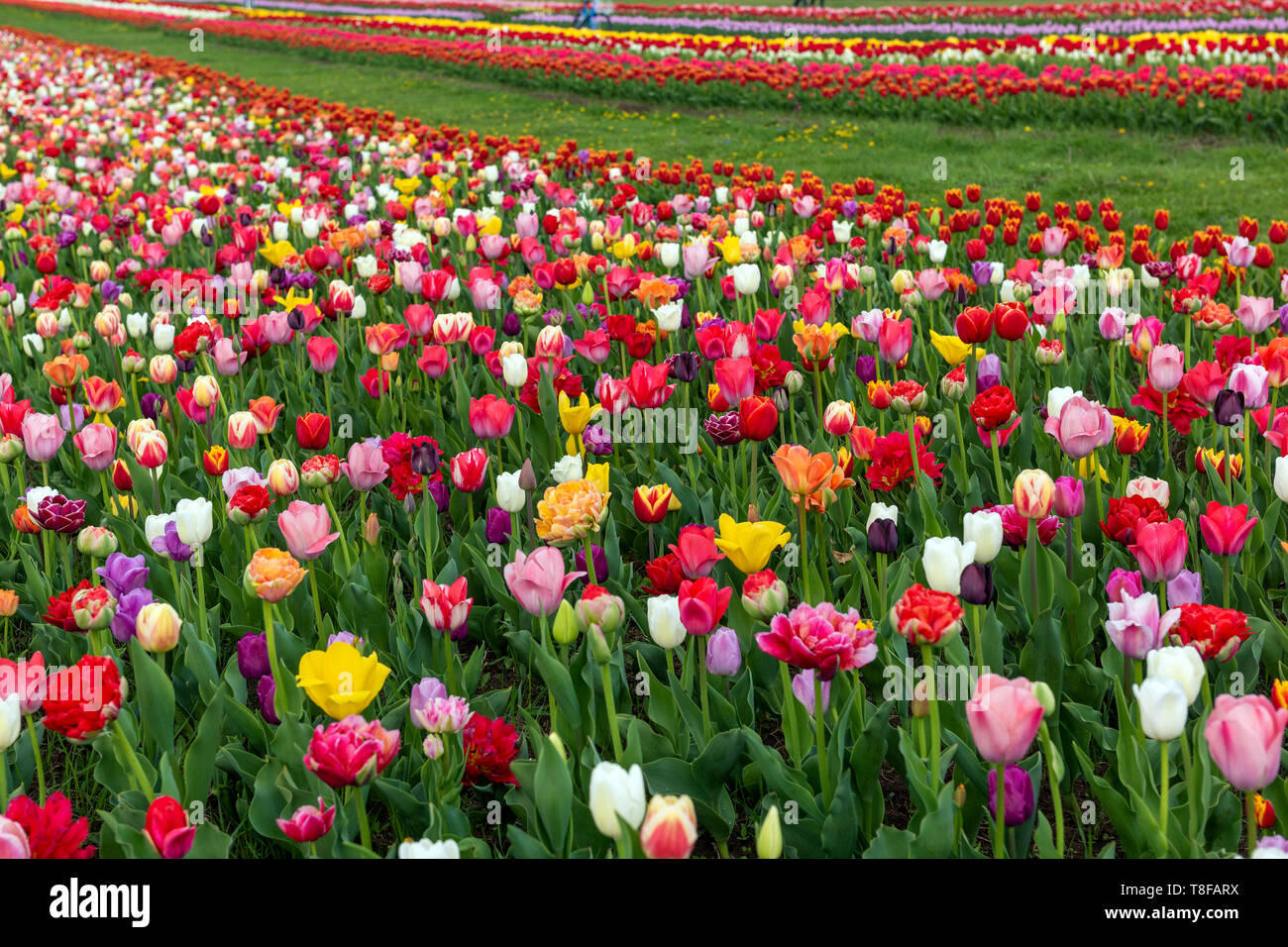 Campi in primavera di fioritura tulip. Bellezza scena all'aperto. Fiori colorati paesaggio di fattoria Foto Stock