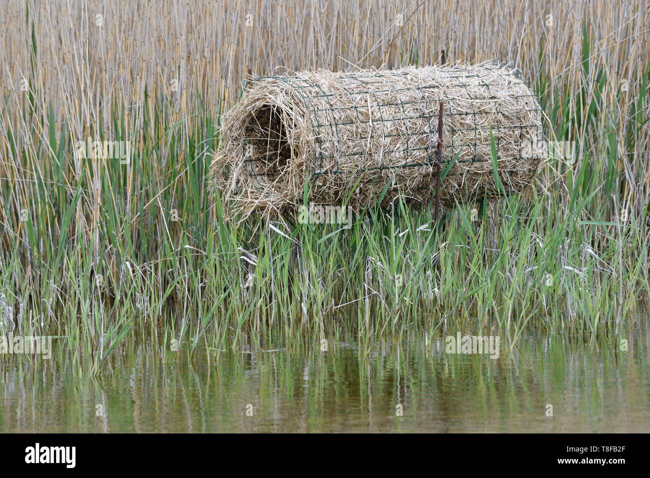 Francia, Somme, Baie de Somme, Marquenterre Park, reed paddling per un nido di anatre Foto Stock