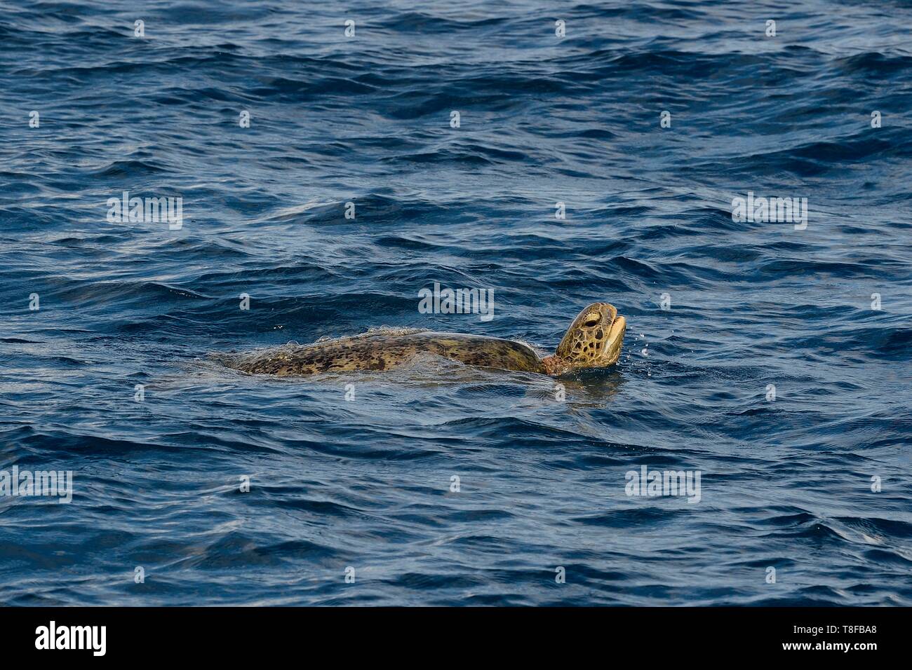 Francia, isola di Mayotte (dipartimento francese d' oltremare), Petite Terre, tartaruga verde (Chelonia Mydas) Foto Stock