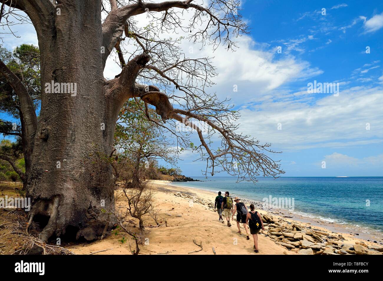 Francia, isola di Mayotte (dipartimento francese d' oltremare), Grande Terre, M'Tsamoudou, Saziley capezzagna, gli escursionisti a lunga distanza sentiero escursionistico di andare in giro per l'isola, baobab sulla spiaggia Foto Stock