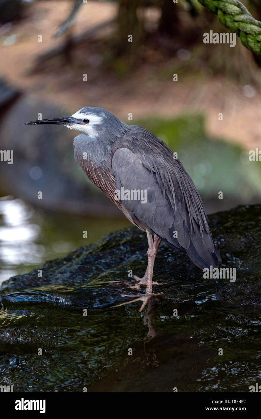 Bianco-face Heron, QLD, Australia Foto Stock