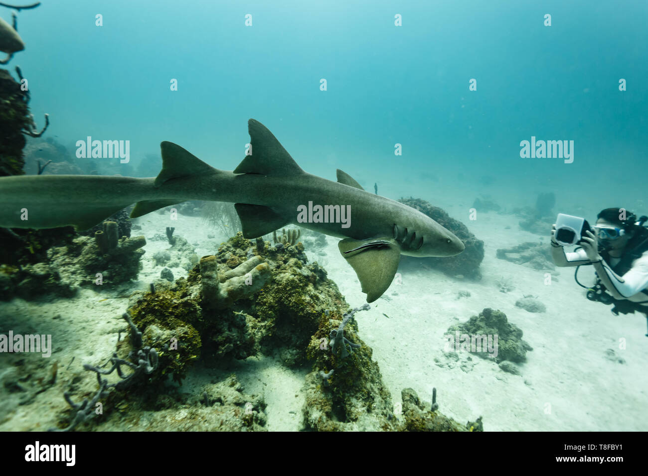 Close up di squalo nutrice avvicinando subacqueo, Ginglymostoma cirratum, con pesce remora appollaiato sulla sua spalla la pulizia la sua pelle Foto Stock