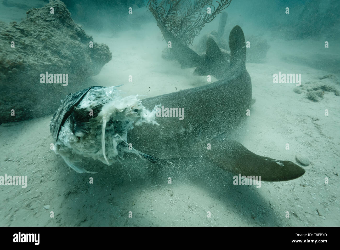 Marrone squalo nutrice Ginglymostoma cirratum, passando sul pavimento del reef di mangiare un pesce Foto Stock