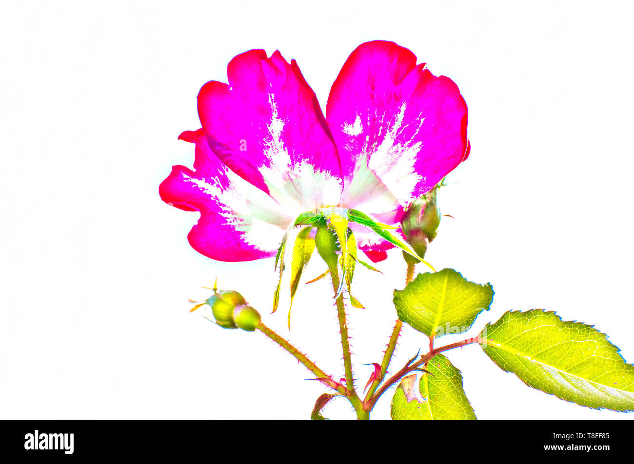 Migliorate digitalmente immagine di una fioritura rosa e giallo cocktail rose in un giardino urbano Foto Stock