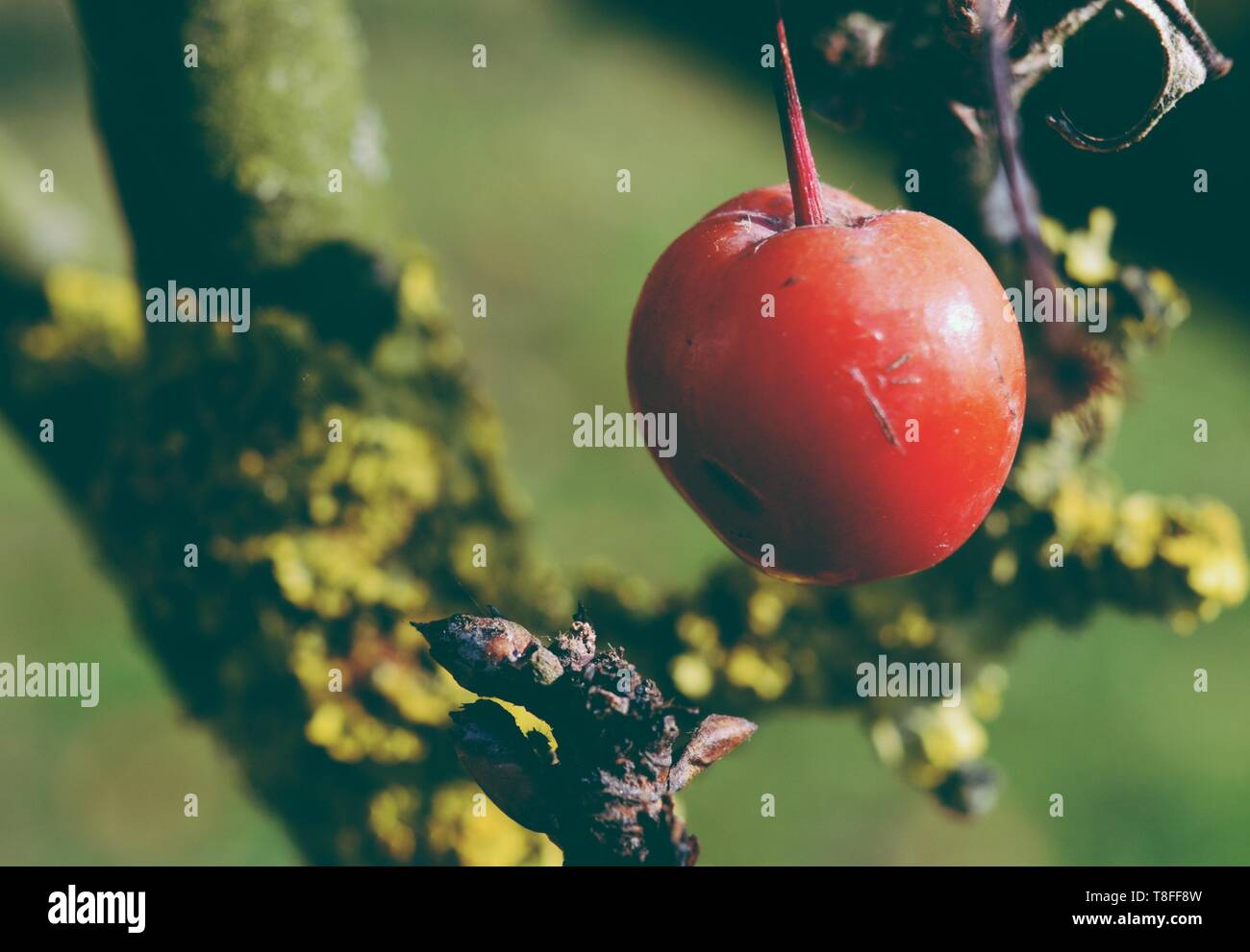 Bacca rossa nel tardo autunno, la fotografia macro Foto Stock