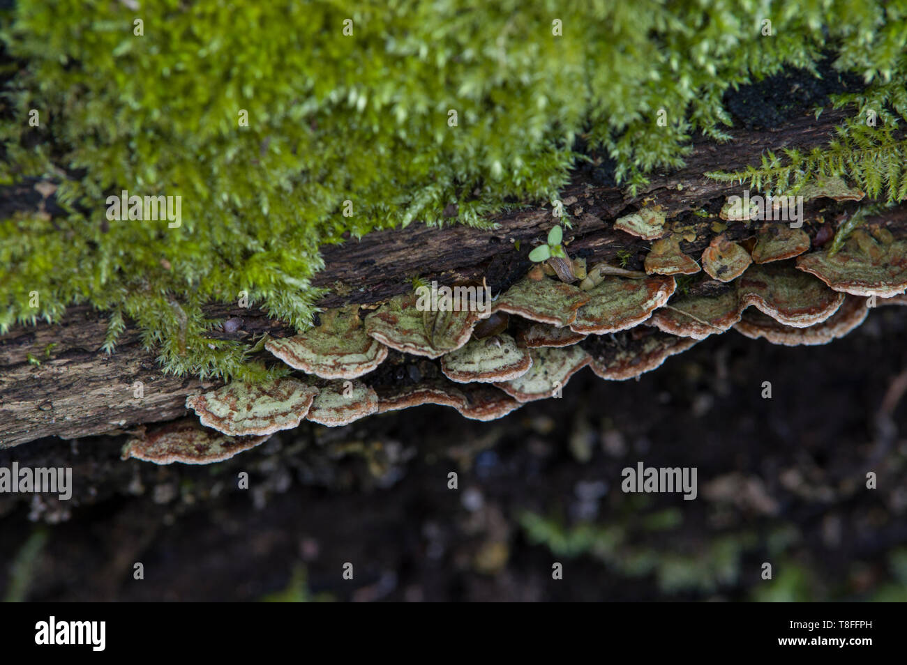 Tacchino coda funghi - Non mangiare funghi che non è stato identificato correttamente da un professionista - alcuni sono MORTALI Foto Stock