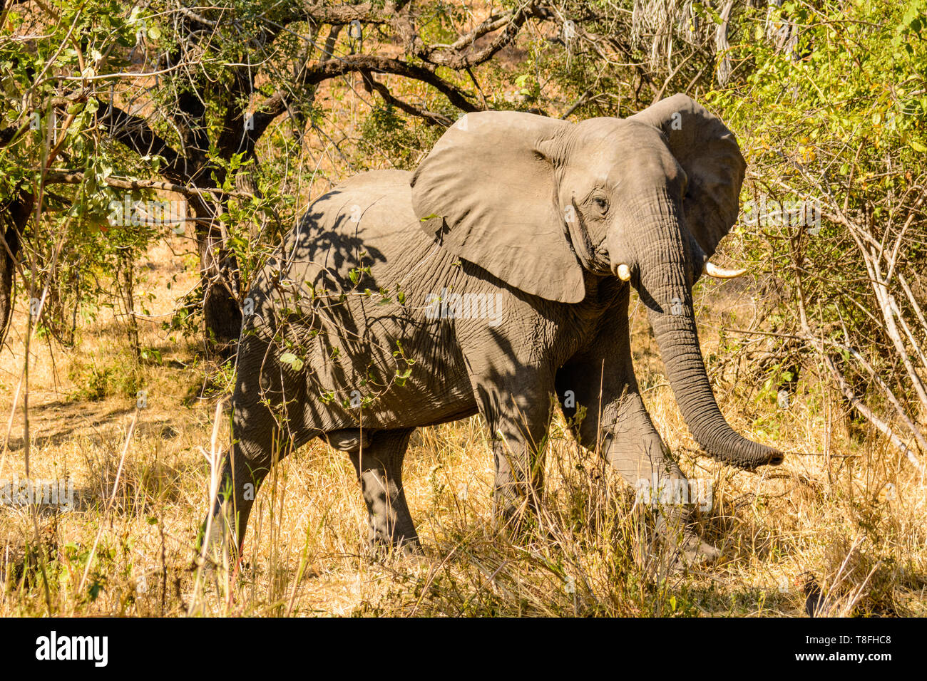 Bull elephant in movimento nella boccola Liwonde Parco nazionale del Malawi Foto Stock