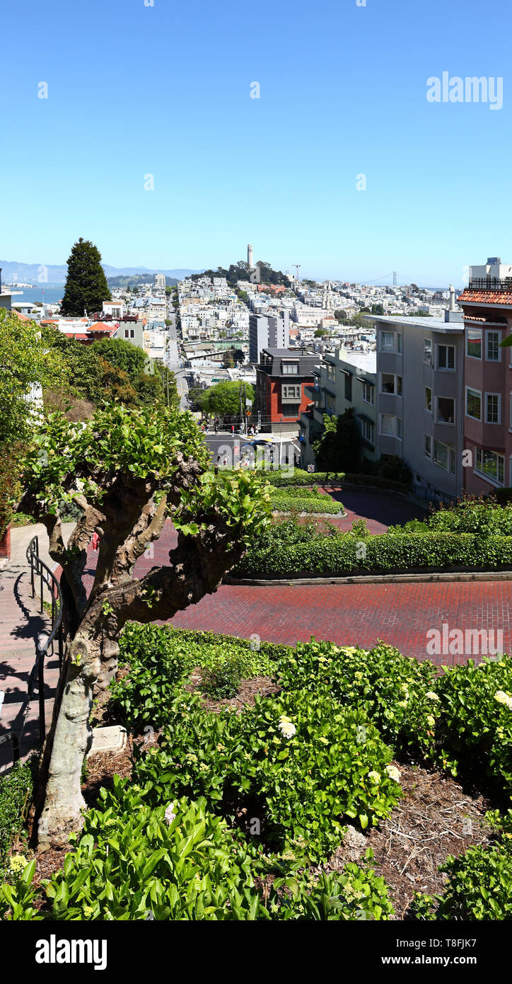 San Francisco: Guardando giù il famoso crooked Lombard Street verso la Collina del Telegrafo. Foto Stock