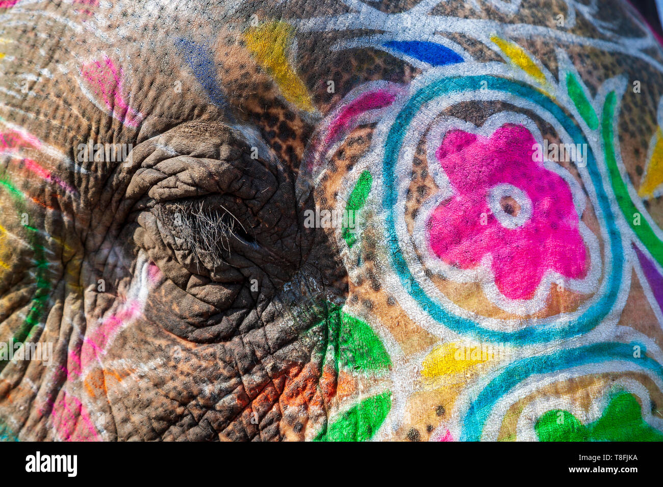 Close-up di gli occhi e la pelle di un dipinto di elefante indiano, Rajasthan, India Foto Stock