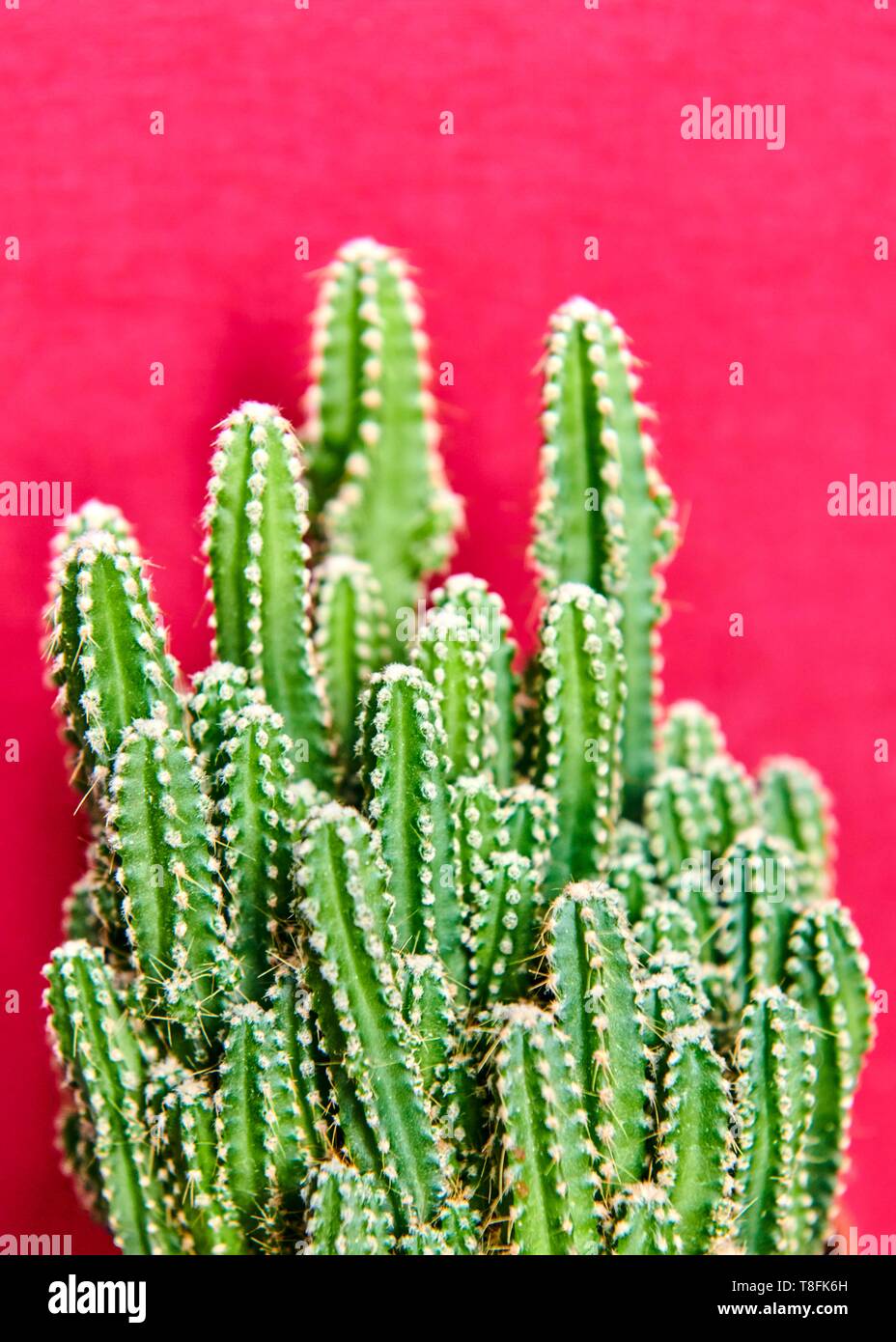 Teste di cactus di fronte a uno sfondo rosso Foto Stock