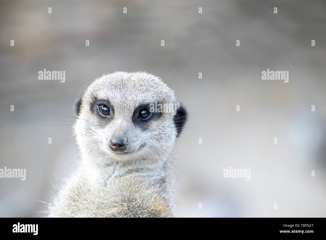 Ritratto di meerkat pensieroso. Profondità di campo. SDF. Foto Stock